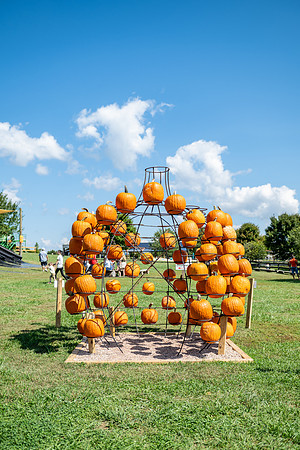 pumpkin_p-28