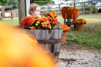 Pumpkin patch