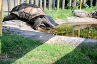 zoo-6