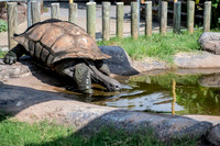 zoo-7