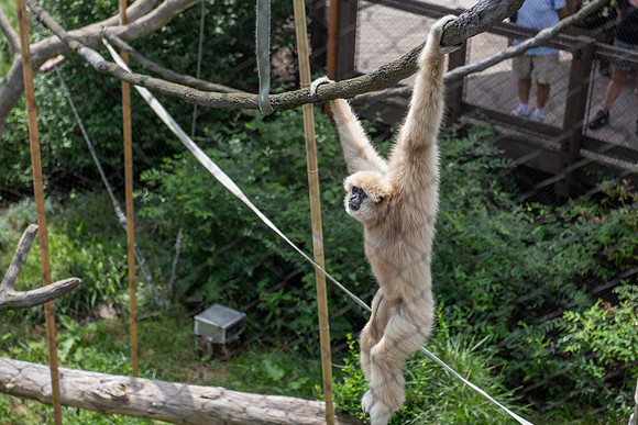 zoo-29