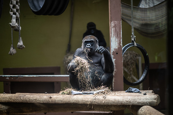 DSC_6417