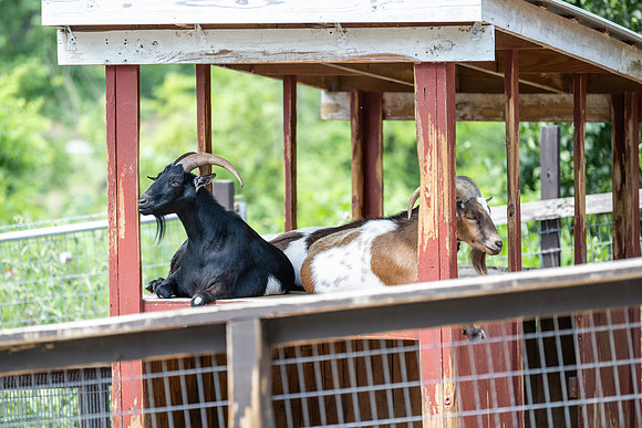DSC_7250